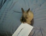 �����줫�襤�����������ץʡ�