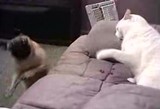 �¤��ߤ����ƥ��ߥե�ʥѥ����ܶ������ʤ��ͥ�