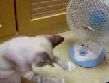 ������VS�ͥ�