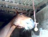 �ȥ�ȥ����꡼Ū�ʥ��ޤȥ��