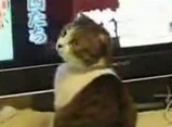 �ͥ���( �ߧՎ� )��