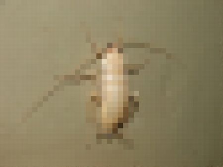 透き通るような白さのゴキブリ