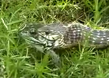 ���٤褦�Ȥ���إӤȿ��٤��ޤ��Ȥ��륫����ι�����