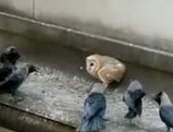 ���饹�ν��Ĥ˰Ϥޤ��ե���������