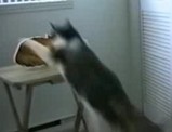 �ͥ�������ѥͥ��Ũ�դभ�Ф��ͥ�