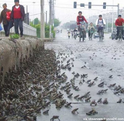 地震前に大発生したカエル