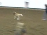 ���Ф��ä���ƨ�����ߥ˥��奢�ۡ�������