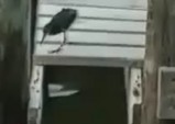 �������˥ޥ뤿��