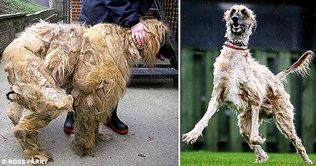 毛玉だらけで歩くのも困難な犬発見→3時間かけて5kgもの毛玉除去