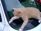 仮死状態?いえ、寝てるだけですよネコ