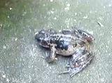 �䶫������