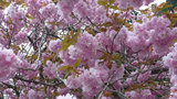 八重桜も・・