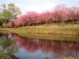 古河桃まつり1