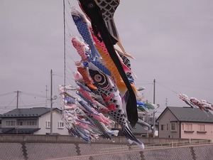 北上展勝地の桜06