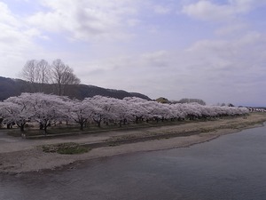 北上展勝地の桜10