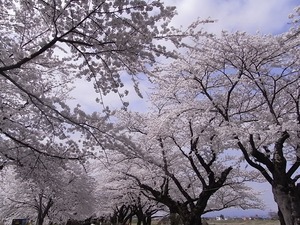 北上展勝地の桜15