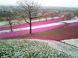 太田市北部運動公園の芝桜03