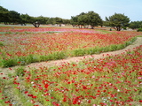 ひたち海浜公園ポピーとバラ03
