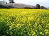 幸手権現堂堤の桜04