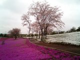 太田市北部運動公園の芝桜06