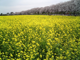 幸手権現堂堤の桜05
