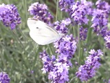 �֥롼�ե����ƥ��Х�06