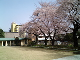 桜咲く自由学園3