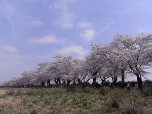 北上展勝地の桜25