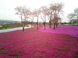 太田市北部運動公園の芝桜07