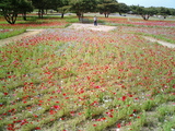 ひたち海浜公園ポピーとバラ04
