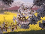 ���긢��Ʋ��κ�05