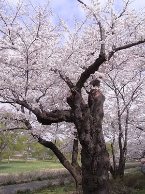 北上展勝地の桜01