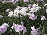 �֥롼�ե����ƥ��Х�31