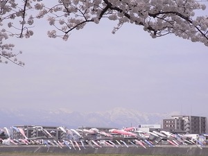 北上展勝地の桜08