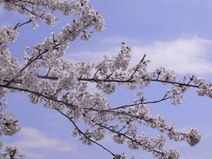 北上展勝地の桜21