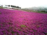 太田市北部運動公園の芝桜04
