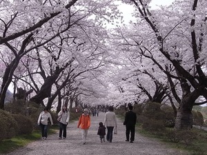 北上展勝地の桜17