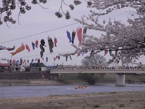 北上展勝地の桜04