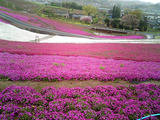 太田市北部運動公園の芝桜02