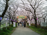 幸手権現堂堤の桜07