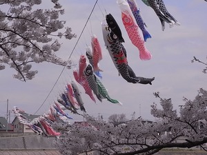 北上展勝地の桜07