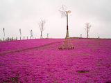 太田市北部運動公園の芝桜16