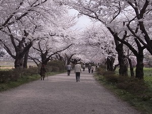 北上展勝地の桜02