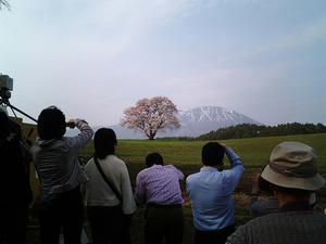 小岩井農場一本桜05