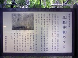玉敷公園藤の花15