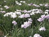 �֥롼�ե����ƥ��Х�32