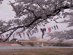 北上展勝地の桜05