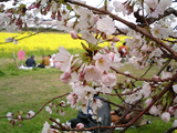 幸手権現堂堤の桜10