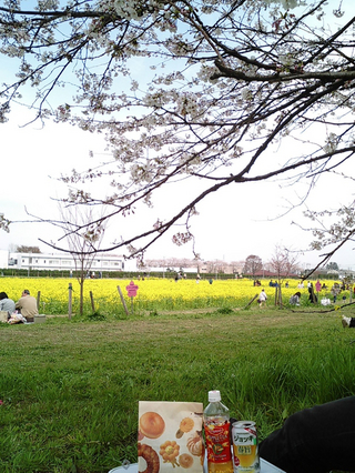 幸手権現堂堤の桜11