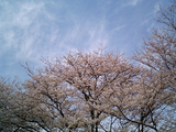 幸手権現堂堤の桜01